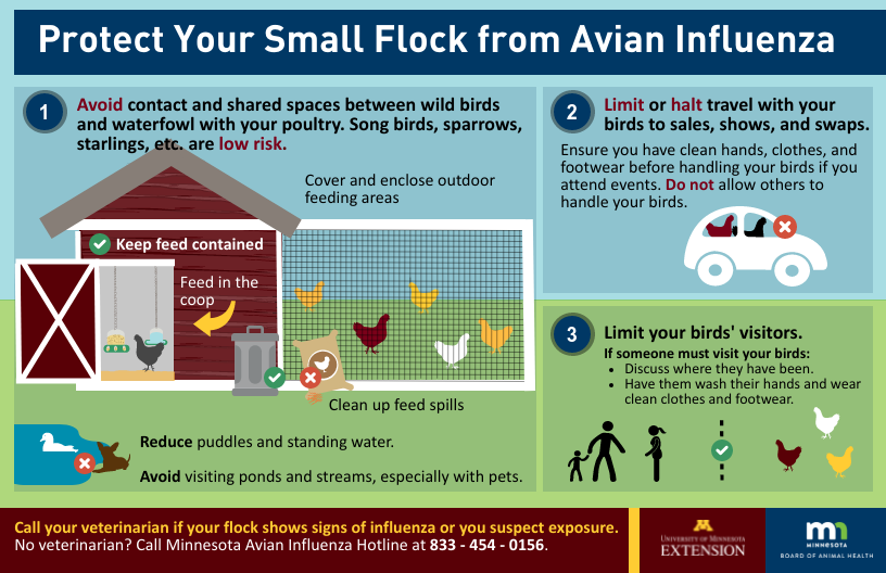 protect your small flock from Avian influenza - full alternate text below