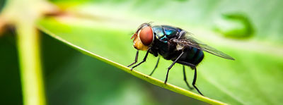 NWS fly on a green leaf