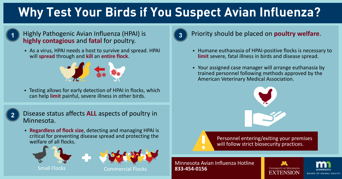 why test your birds for avian influenza - full Alternate text for image is below