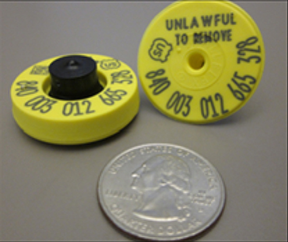 Yellow RFID button tag with quarter for scale