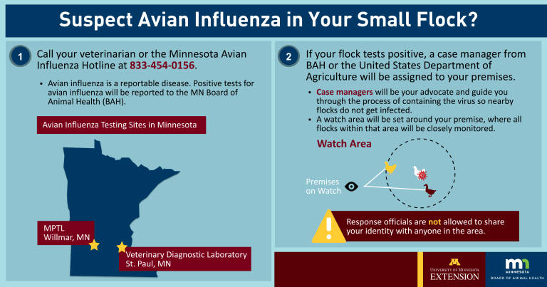 suspect avian influenza in your small flock. full description of image below