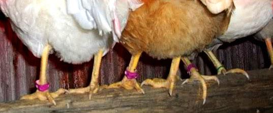 chickens with red band on legs